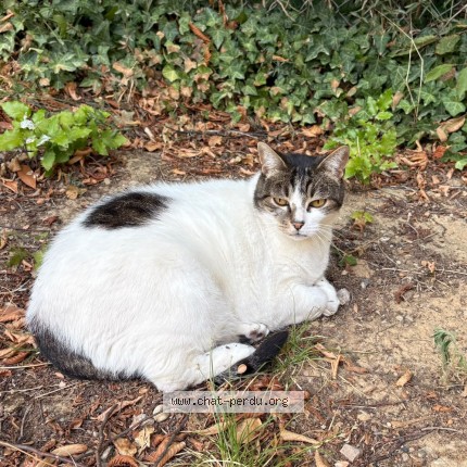 Photo de chat perdu à Villefontaine