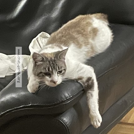 Photo de chat perdu à Gaillac