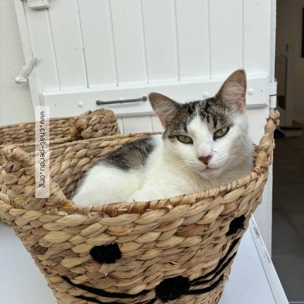 Photo de chat perdu à La Baule