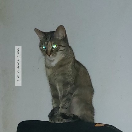 Photo de chat perdu à Valence
