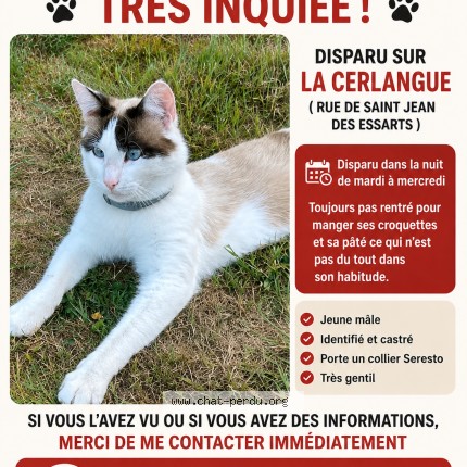 Photo de chat perdu à La Cerlangue