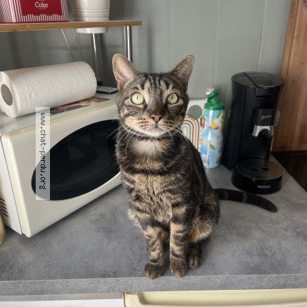 Photo de chat perdu à Vogue