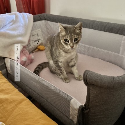 Photo de chat perdu à Rouge