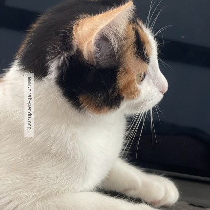 Photo de chat perdu à Lambersart