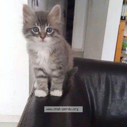 Photo de chat perdu à Marseille