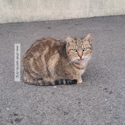 Photo de chat perdu à Perpignan