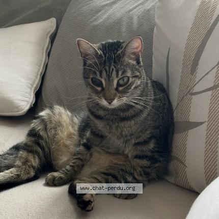 Photo de chat perdu à Pia
