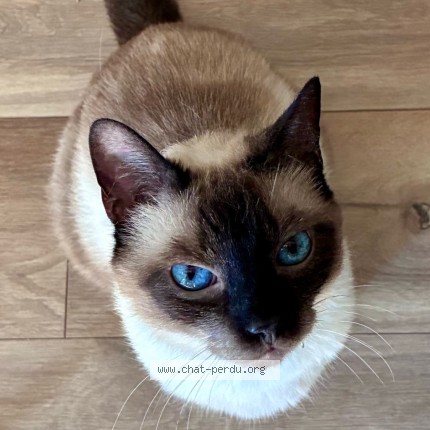 Photo de chat perdu à Chassy