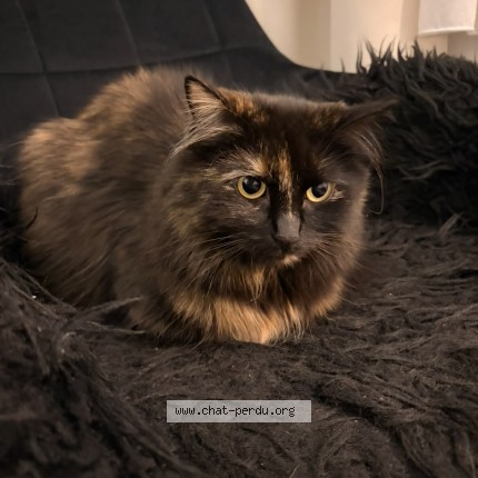 Photo 1/1 luna Chat perdu à Jette