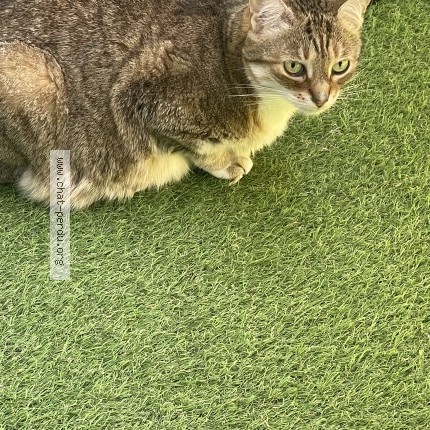 Photo 1/1 Chat retrouvé Perdu à Bordeaux