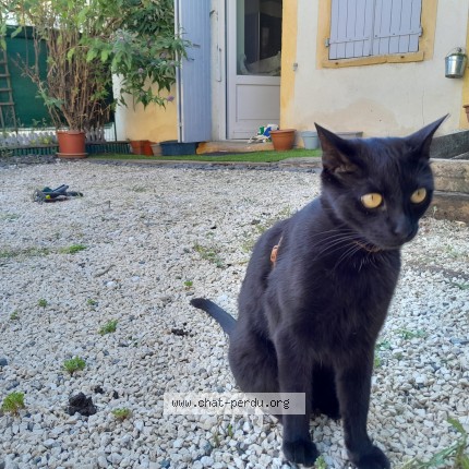 Photo de chat perdu à L Arbresle