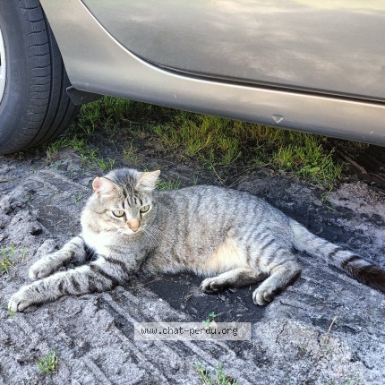 Photo de chat perdu à Canejan