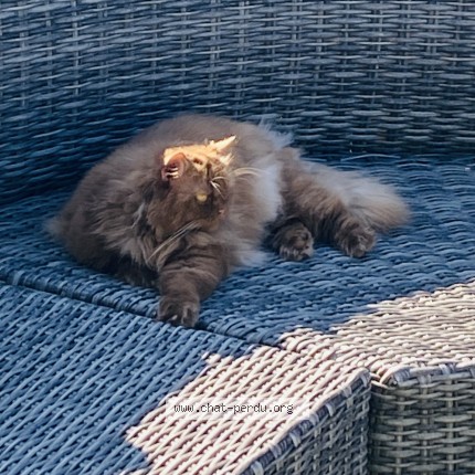 Photo de chat perdu à Corbas 69