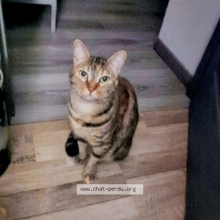 Photo de chat perdu à Artannes Sur Thouet