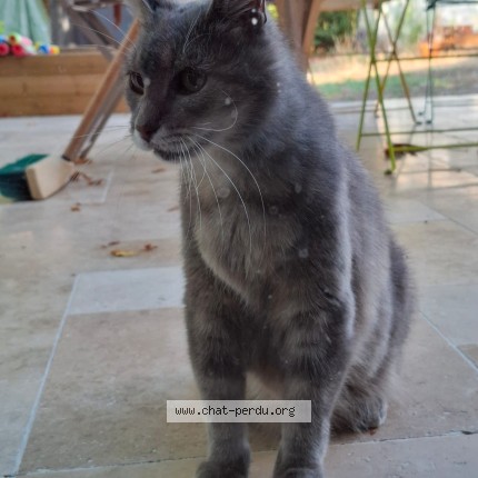 Photo de chat trouvé à Bordeaux