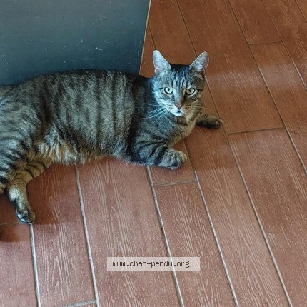 Photo de chat perdu à Sainte Reine De Bretagne