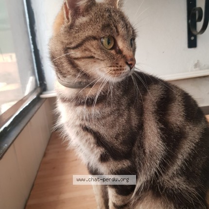Photo de chat perdu à Dammartin En Goele