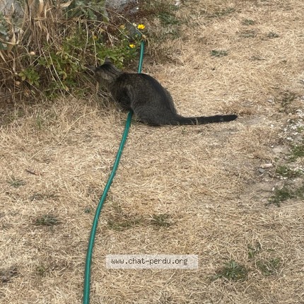 Photo 1/3 Chat trouvé Trouvé à Ploemeur