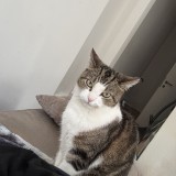 mimi