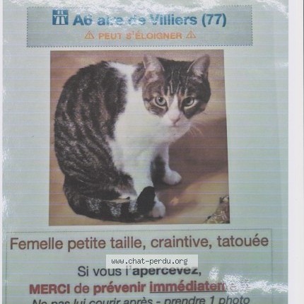 Photo de chat perdu à Villiers Sous Gres