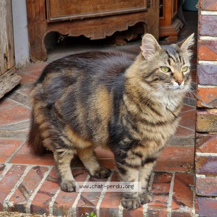 Photo de chat perdu à Coulonges Les Sablons