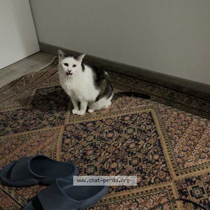 Photo de chat perdu à Saint Ouen L Aumone