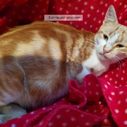 Photo de chat trouvé à Bilheux