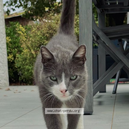 Photo de chat trouvé à Saint Laurent De La Plaine