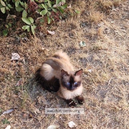 Photo 2/5 Chat trouvé Trouvé à Loos