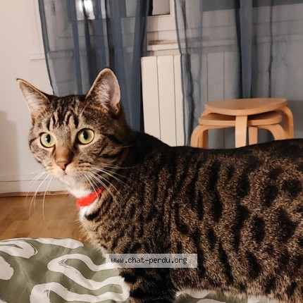 Photo 1/1 Ysildur Chat perdu à Lille