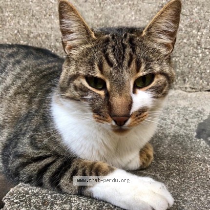 Photo de chat perdu à Paris