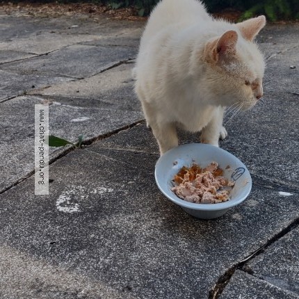 Photo 1/5 Chat trouvé Trouvé à Lesigny Sur Creuse
