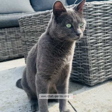 Photo 1/1 Fanny Griveau Chat perdu à Lepin Le Lac