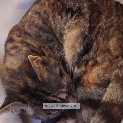 Photo de chat perdu à Angers