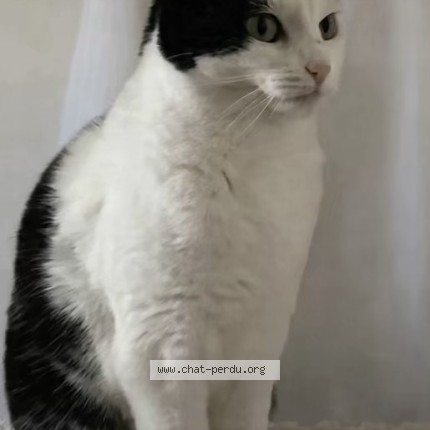 Photo 1/1 NALA Chat perdu à Cergy 95