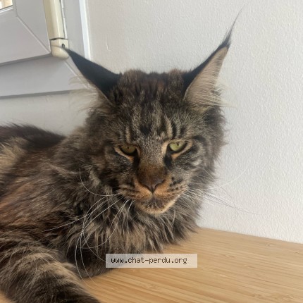 Photo de chat perdu à Les Sables D Olonne