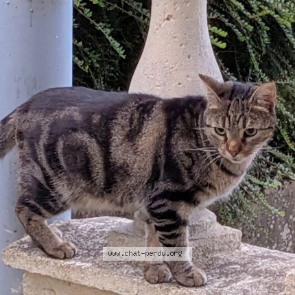 Photo de chat perdu à Le Mans