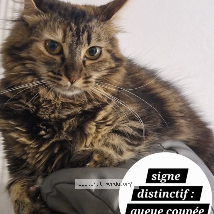 Photo de chat perdu à St Martin D Heres