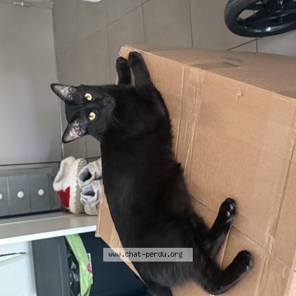 Photo de chat perdu à Montpellier