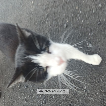 Photo 1/1 Chat trouvé Trouvé à Mentieres