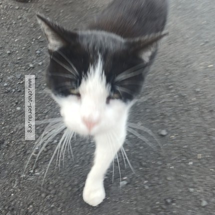 Photo 1/1 Chat trouvé Trouvé à Mentieres