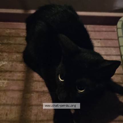 Photo 1/1 Chat trouvé Trouvé à Marseille