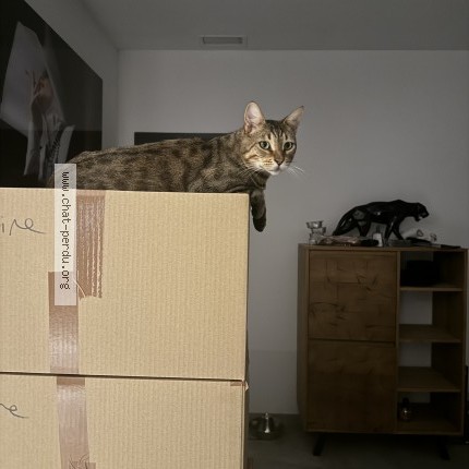 Photo 1/1 simba Chat perdu à Saint Gely Du Fesc