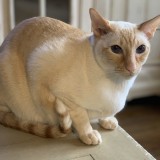 kitty