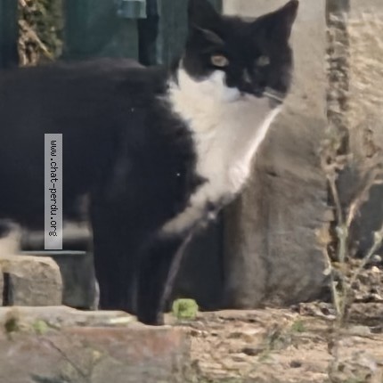 Photo 1/4 Chat trouvé Trouvé à Acheres