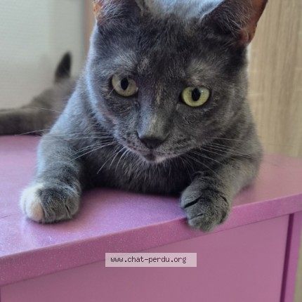 Photo de chat perdu à Saint Lo