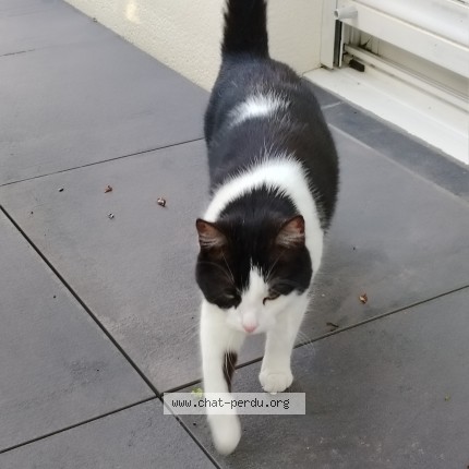 Photo 1/1 Réglisse Chat perdu à Seiches Sur Le Loir