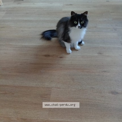 Photo de chat perdu à Sannois