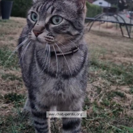 Photo de chat perdu à Le Fousseret
