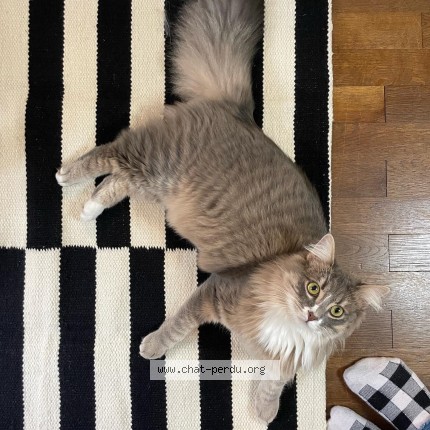 Photo de chat perdu à Bordeaux